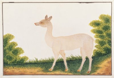 Ciervo Sambar, de Dibujos de Animales, Insectos y Reptiles de Malaca, c.1805-18 de Chinese School